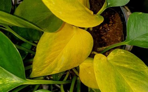 Pothos plant yellow leaves. Things To Know About Pothos plant yellow leaves. 